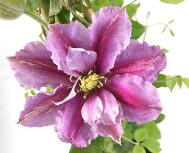 Clematis Piilu 3 Litre