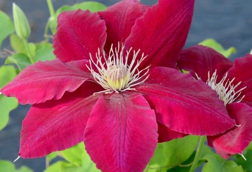 Clematis Rebecca 3 Litre