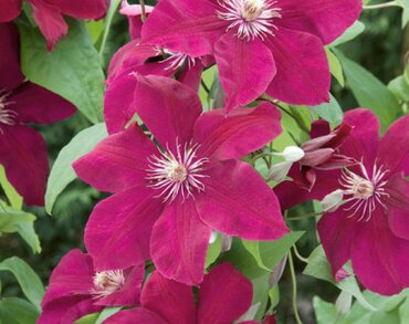 Clematis Rouge Cardinal 3 Litre