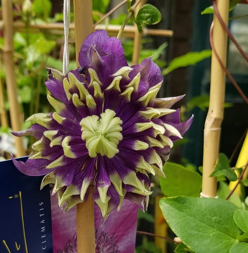 Clematis Taiga 3 litre