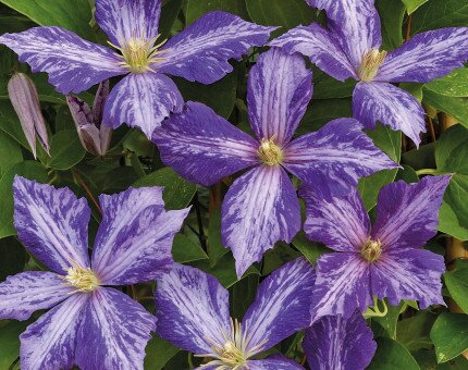 Clematis Tie Dye 3 Litre