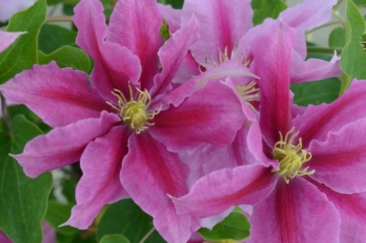 Clematis Vicki 3 litre - Stewarts Garden Centre