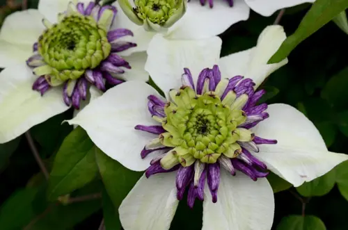 Clematis Viennetta 3 Litre