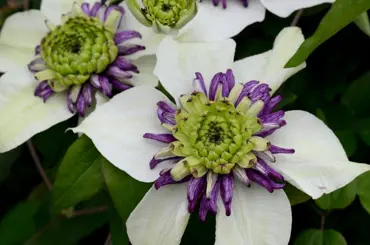 Clematis Viennetta 3 Litre