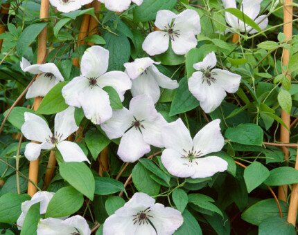 Clematis Viticella Alba Luxurians 3 Litre