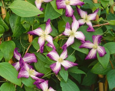 Clematis Viticella Minuet 3 Litre