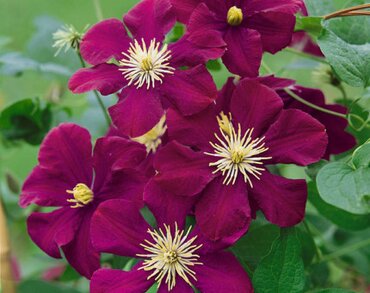 Clematis Warsaw Nike 3 Litre