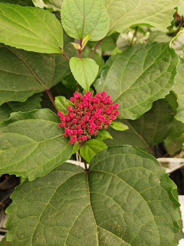 Clerodendrum Bungei 3 Litre