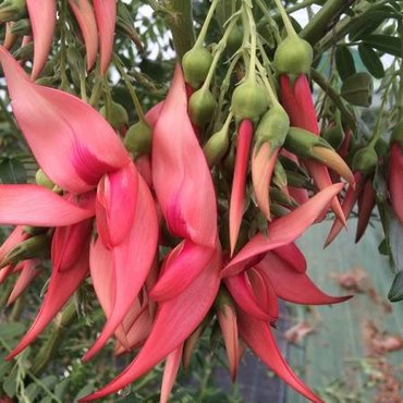 Clianthus Flamingo 4 Litre