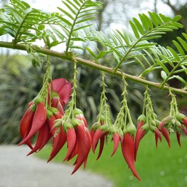 Clianthus Kaka King 4 Litre