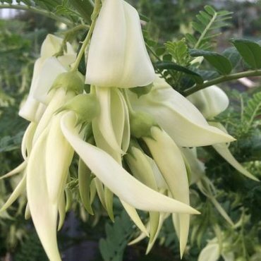 Clianthus White Heron 4 Litre