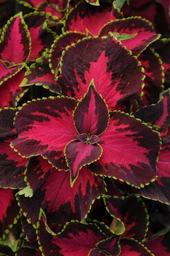 Coleus Chocolate Cherry Jumbo Six Pack