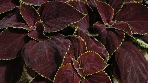 Coleus Chocolate Lime Edge Jumbo 6 Pack