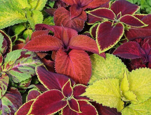 Coleus Flamex Mix Jumbo 6 Pack