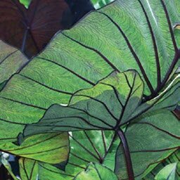 Colocasia Blue Hawaii 4.5 Litre - image 2