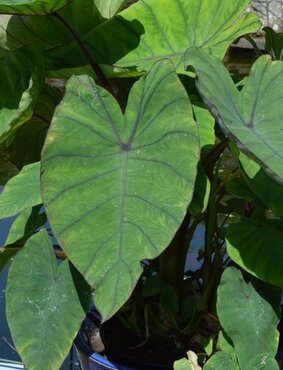 Colocasia Blue Hawaii 4.5 Litre - image 1