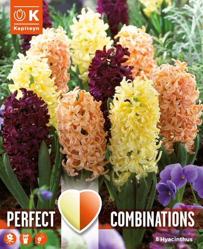 Combi Hyacinth Oriental Blend