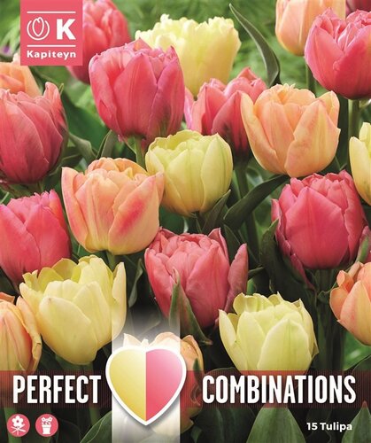 Combi Tulip Double Symbiose Blend