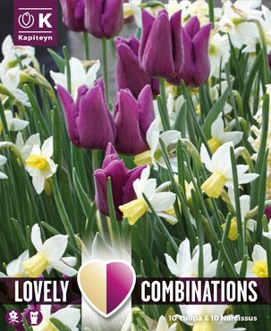 Combi Tulip Purple & Narcissus White