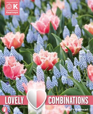 Combi Tulip Rose Red & Muscari Pale Blue