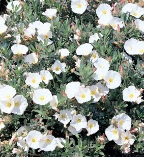 Convolvulus Cneorum 11cm