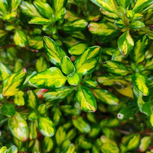 Coprosma Lemon & Lime 3 Litre