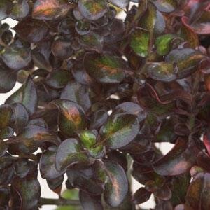 Coprosma Midnight Martini 2 Litre