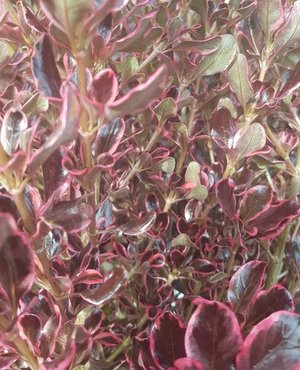 Coprosma Pacific Dawn 3 litre