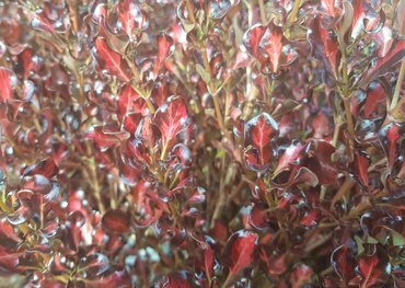 Coprosma Pacific Sunset 3 litre