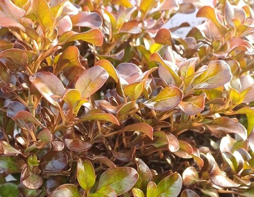 Coprosma Pina Colada 3 Litre