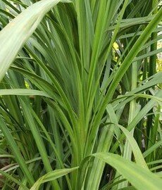 Cordyline Australis 100/125cm 18 Litre