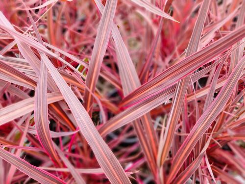 Cordyline Electric Pink 2 Litre