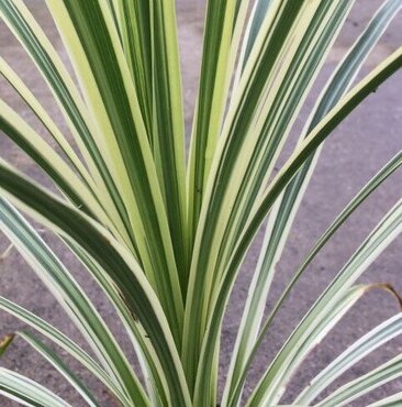 Cordyline Lime Passion 26cm