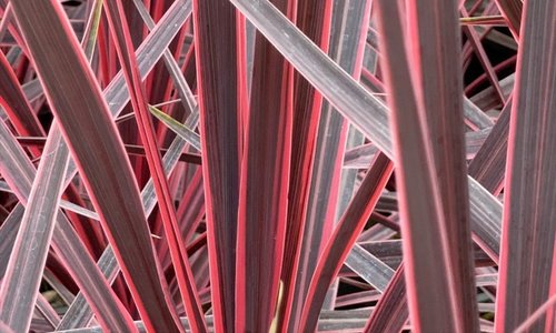 Cordyline Pink Passion 26cm