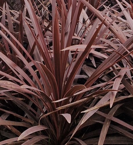 Cordyline Red Star 2 Litre