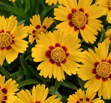 Coreopsis Bright Touch 2 Litre