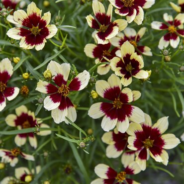 Coreopsis Burgundy & White 3 Litre