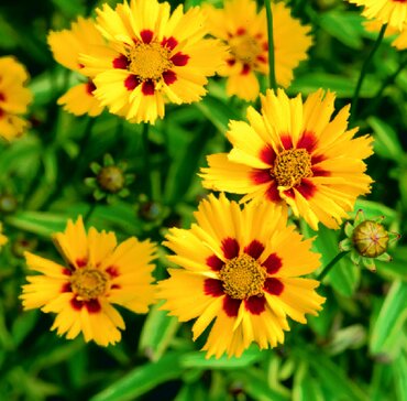 Coreopsis Calypso 2 Litre