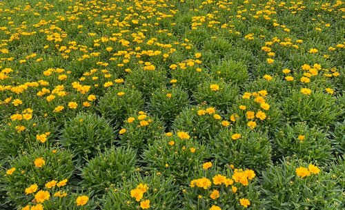 Coreopsis Corleone Gold 3 Litre