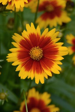 Coreopsis Corleone Red/Yellow 3 Litre