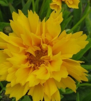 Coreopsis Early Sunrise 2 Litre