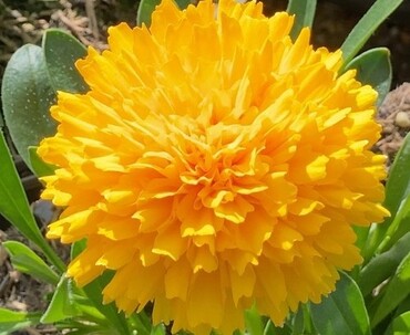 Coreopsis Golden Sphere 3 litre