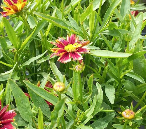 Coreopsis Little Bang Enchanted Eve 3 Litre