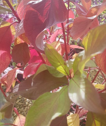 Cornus Alba Baton Rouge 3 Litre