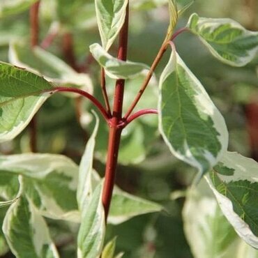 Cornus Alba Elegantissima 3 Litre