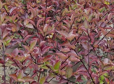 Cornus Alba Kesselringii 28cm