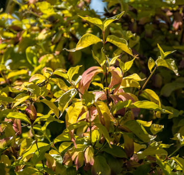 Cornus alba Neon Burst 3 Litre