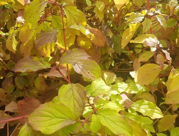 Cornus Anny's Winter Orange 3 Litre