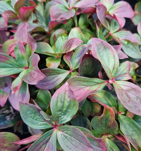 Cornus canadensis 2 Litre