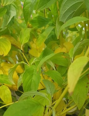 Cornus Flaviramea 28cm